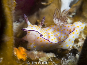 Myself and this Chromodoris geminus hang on for dear life... by Jim Catlin 